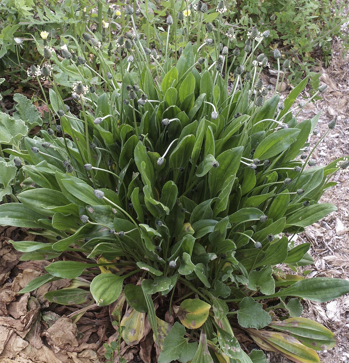 Plantago lanceolata